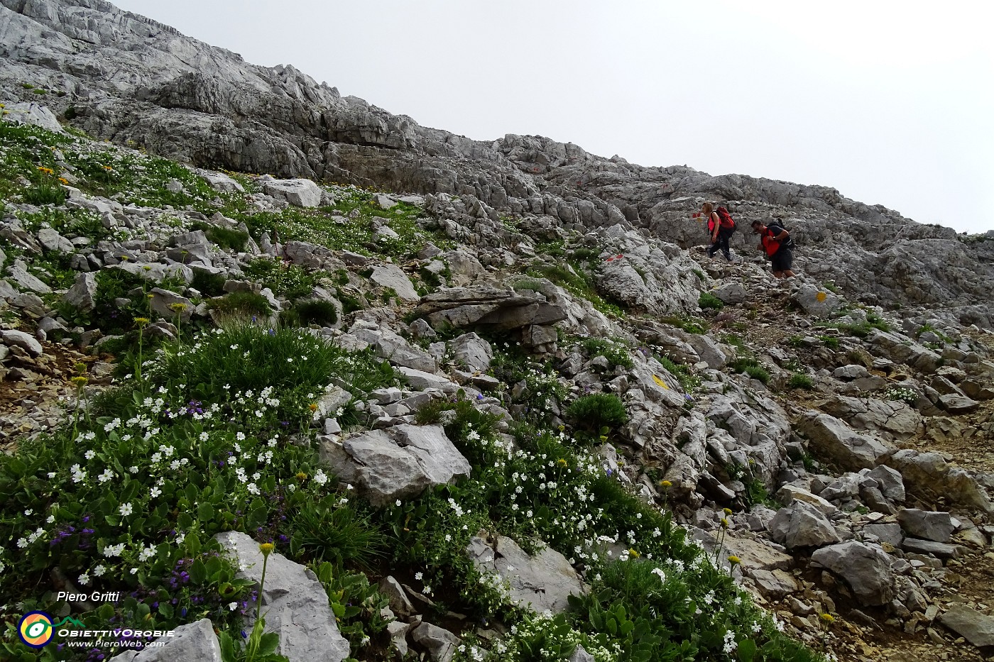 34 Tra i fiori di cima Arera.JPG -                                